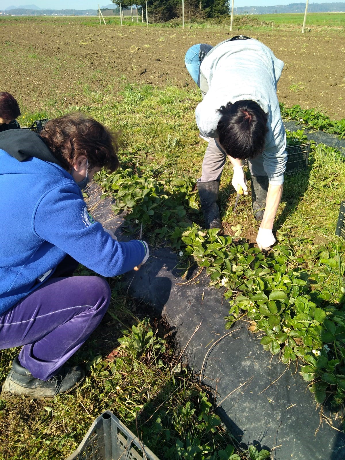 Stručna praksa na OPG-u Šipek Darko