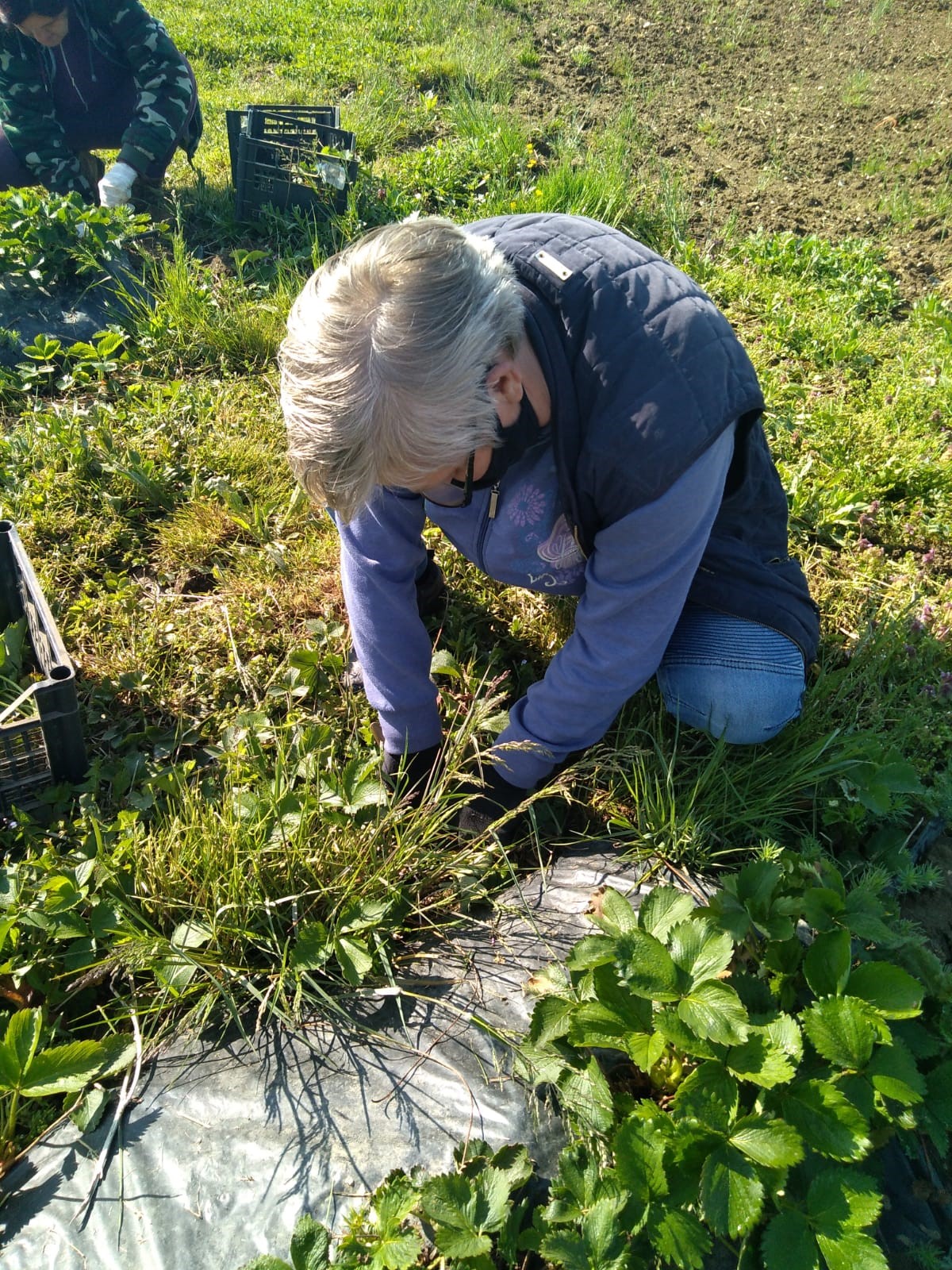Stručna praksa na OPG-u Šipek Darko