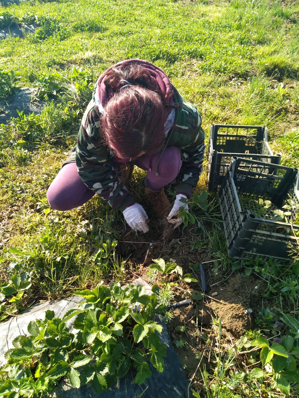 Stručna praksa na OPG-u Šipek Darko