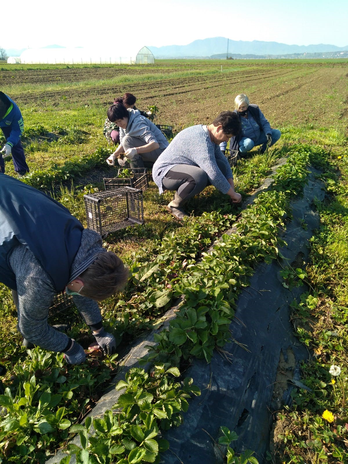 Stručna praksa na OPG-u Šipek Darko